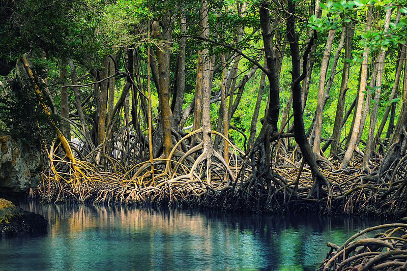 sustainable mangrove trees